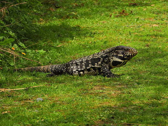 Lagarto overo