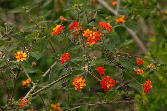 Lantana