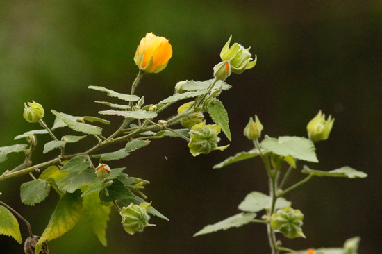 Malvavisco/Hairy Indian mallow