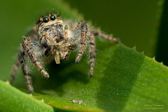 Jumping spider