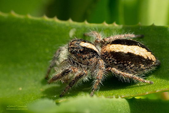 Jumping spider