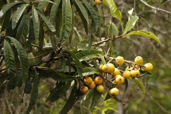 Níspero/Loquat