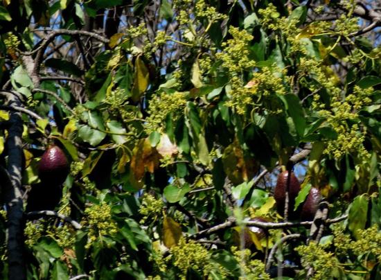 Palto/Avocado tree