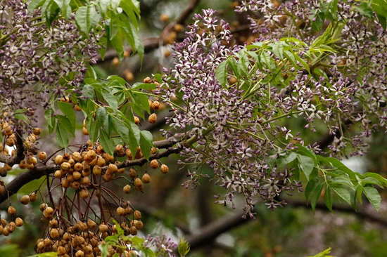 Paraíso/White cedar