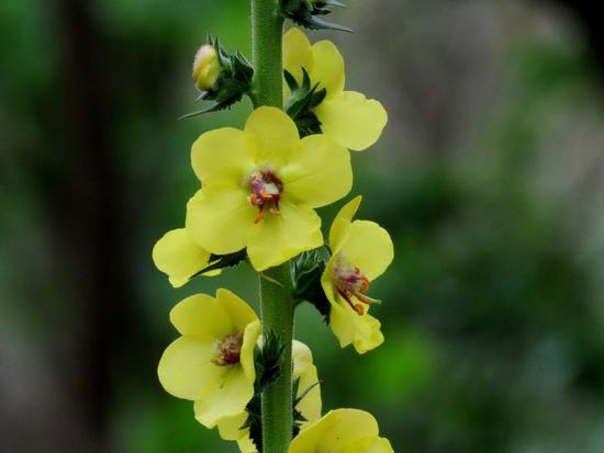 Polillera/Wand mullein