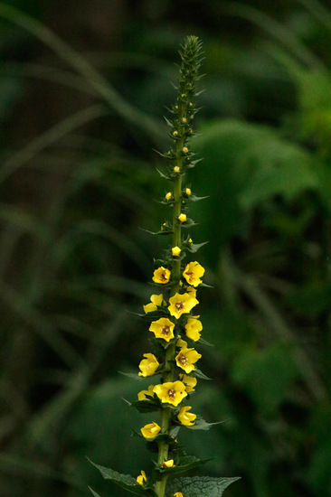 Polillera/Wand mullein