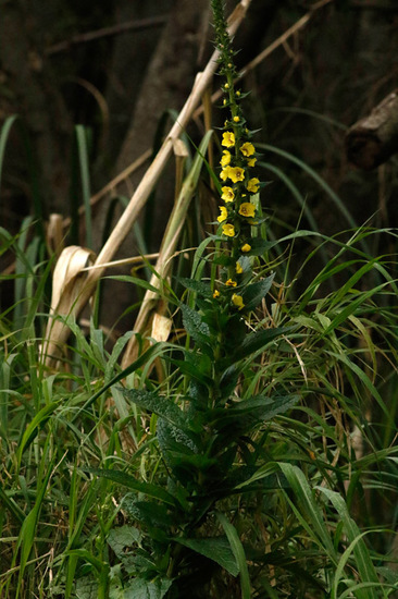 Polillera/Wand mullein