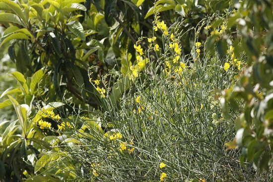 Retama/Spanish broom