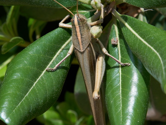 Langosta de líneas blancas