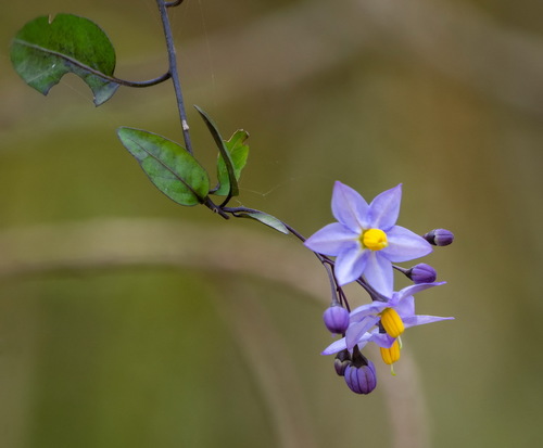 Solanum boerhaviifolium