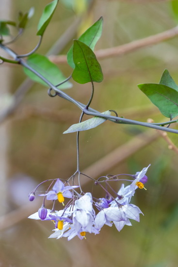 Solanum boerhaviifolium