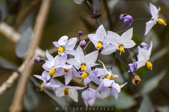 Solanum boerhaviifolium