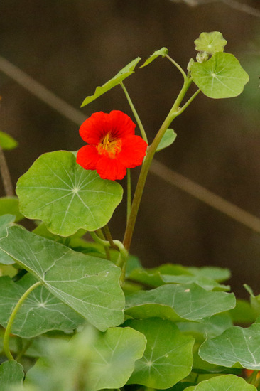 Taco de reina/Nasturtium