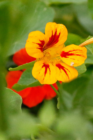 Taco de reina/Nasturtium