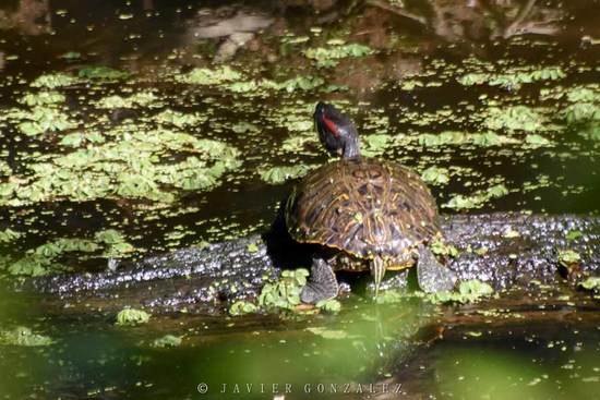 Tortuga de orejas rojas