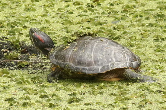 Tortuga de orejas rojas