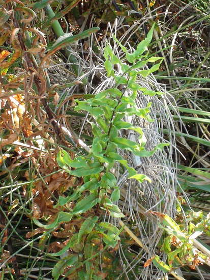 Helecho/Trifoliate Argentine Swamp fern
