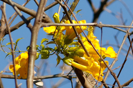 Uña de gato/Cat claw vine