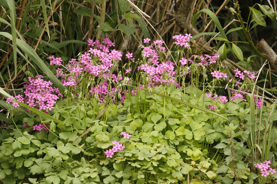 Vinagrillo rosado/Pink sorrel