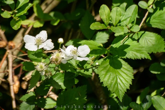 Zarzamora/Cane berry