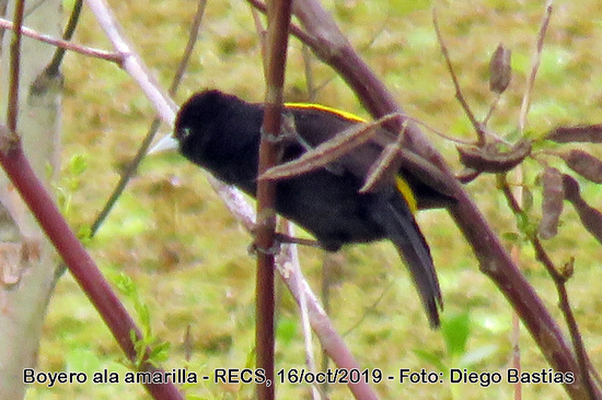 Boyero ala amarilla/Golden-winged Cacique