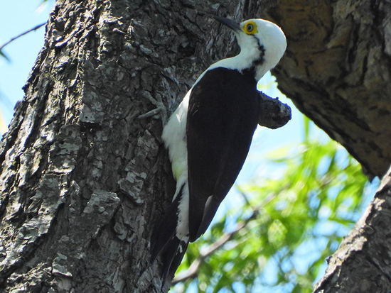 Carpintero blanco/White Woodpecker