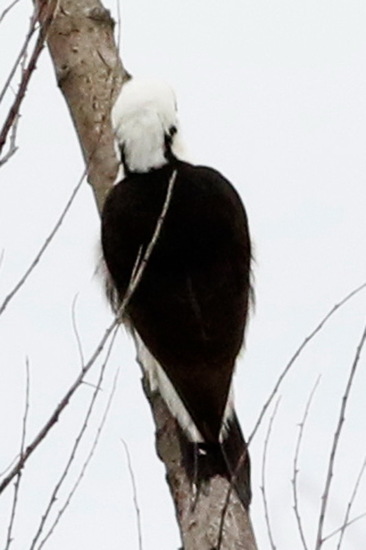 Carpintero blanco/White Woodpecker