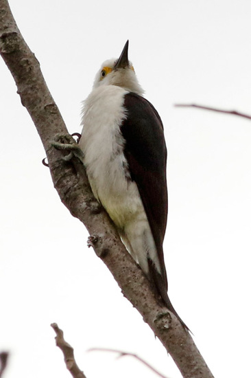 Carpintero blanco/White Woodpecker