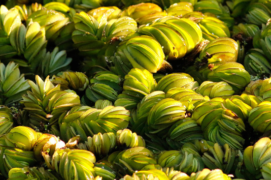 Acordeón del agua/Water fern