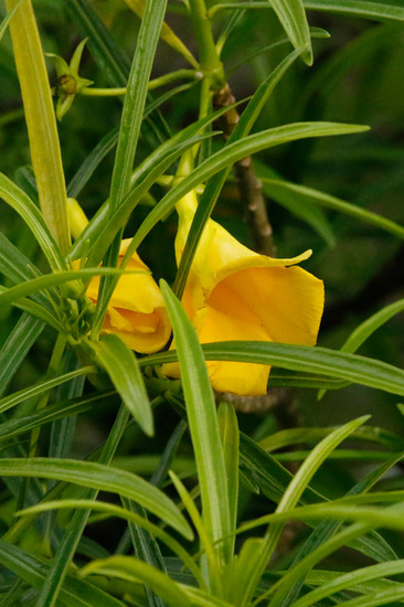 Adelfa amarilla/Yellow oleander