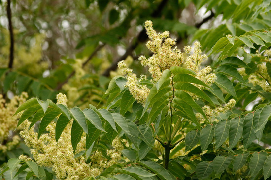 Árbol del cielo/Tree of heaven