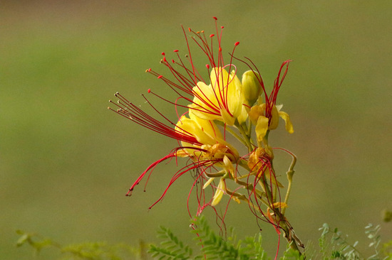 Barba de chivo/Yellow bird of paradise