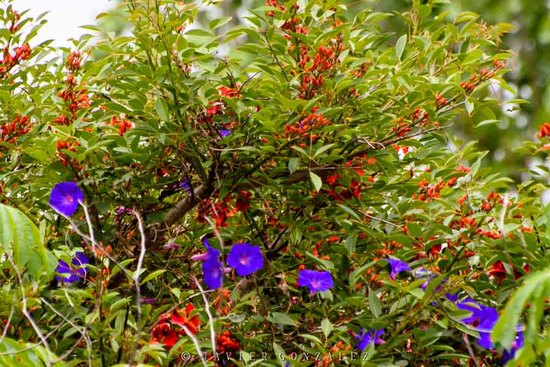 Campanilla violeta/Ocean blue morning glory