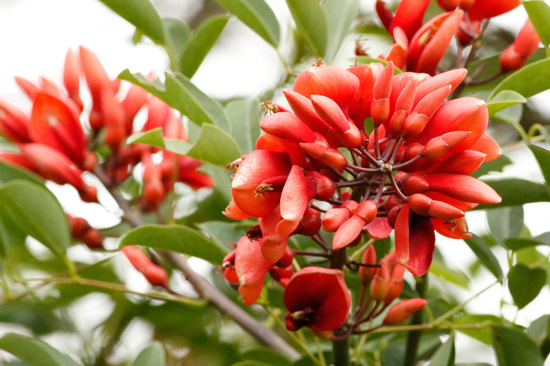 Ceibo/Cock spur tree