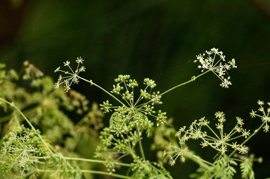 Cicuta/Hemlock poison