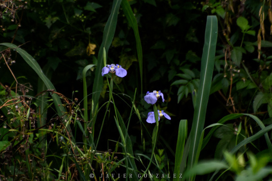 Lirio celeste/Goblet flower