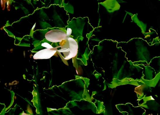 Flor de nácar/Wax begonia