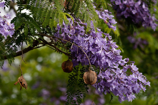 Jacarandá/Jacaranda