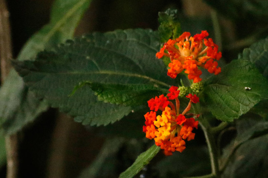 Lantana