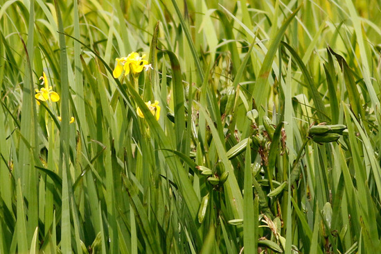 Lirio amarillo/Water yellow flag