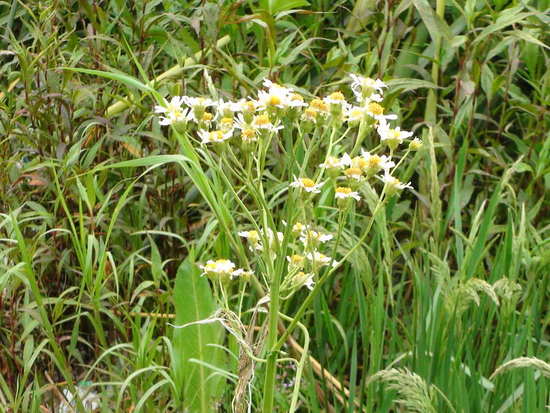 Maragarita de bañado/Groundsel