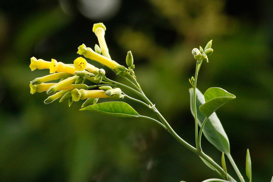 Palán palán/Tree tobacco