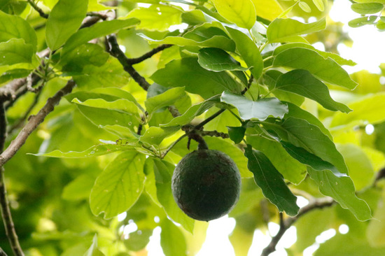 Palto/Avocado tree