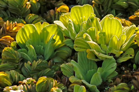 Repollito de agua/Water lettuce