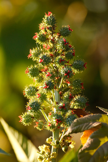 Ricino/Castor bean