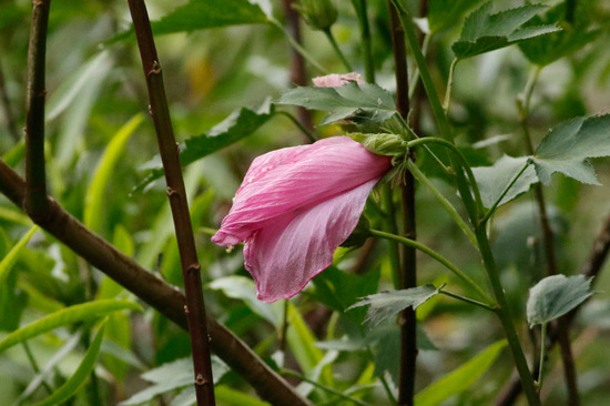 Rosa del río/Striped rosemallow