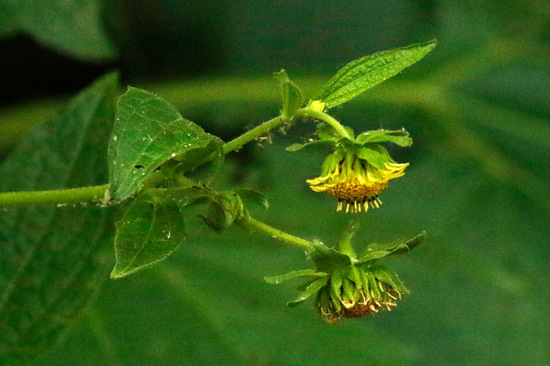 Tabaco del monte/Trixis praestans