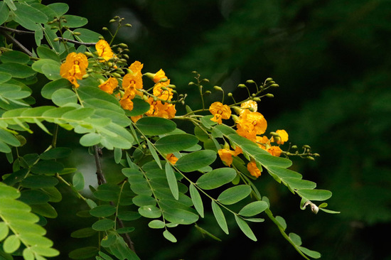 Tipa/Tipu tree