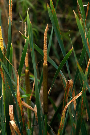 Totora/Cattail