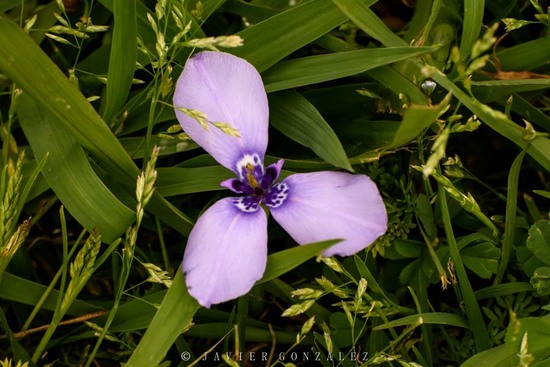 Tres puntas/Herbert's iris
